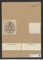 Actinoptychus sp. (de-Toni-Nr.: Genus 227) Zeichnungen Sammlung Grunow Nr. 9538 (NHMW-BOT-W0379534)